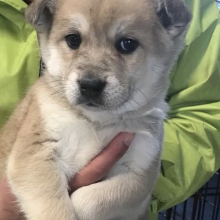 ♂５５９里親さん募集です(^^)