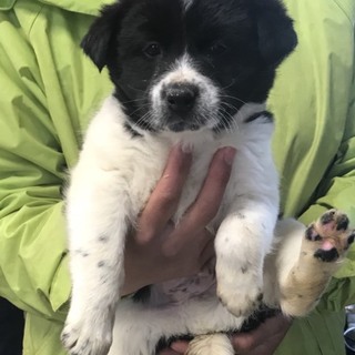 ♂５６１里親さん募集です(^^)