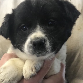 ♂５６２里親さん募集です(^^)