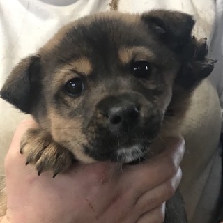 ♂５５５里親さん募集です(^^)