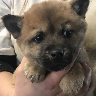 ♂５５６里親さん募集です(^^)