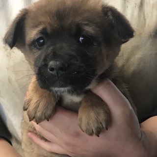 ♂５５７里親さん募集です(^^)