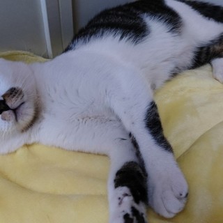 ちょっと控えめ？ちびちょろろん♡