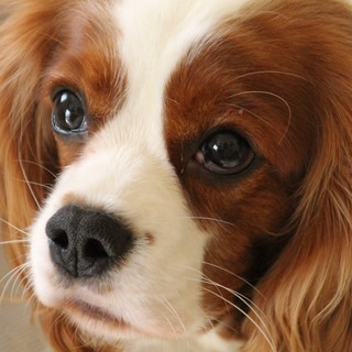 おおらかな美人さん葉っぱちゃん