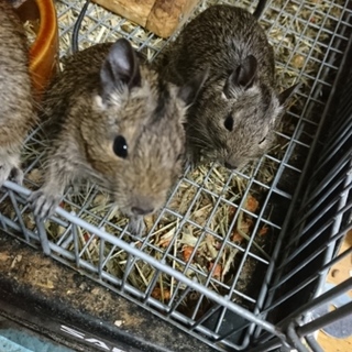 デグーマウス里親募集