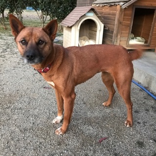 雑種の女の子月ちゃん