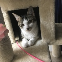 お伊勢ちゃん