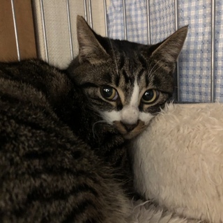 餌やり禁止の集合住宅で緊急保護した「さん太くん」