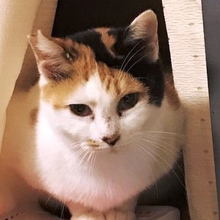 ひまわり　　　１～２歳くらいの女の子