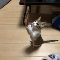 光