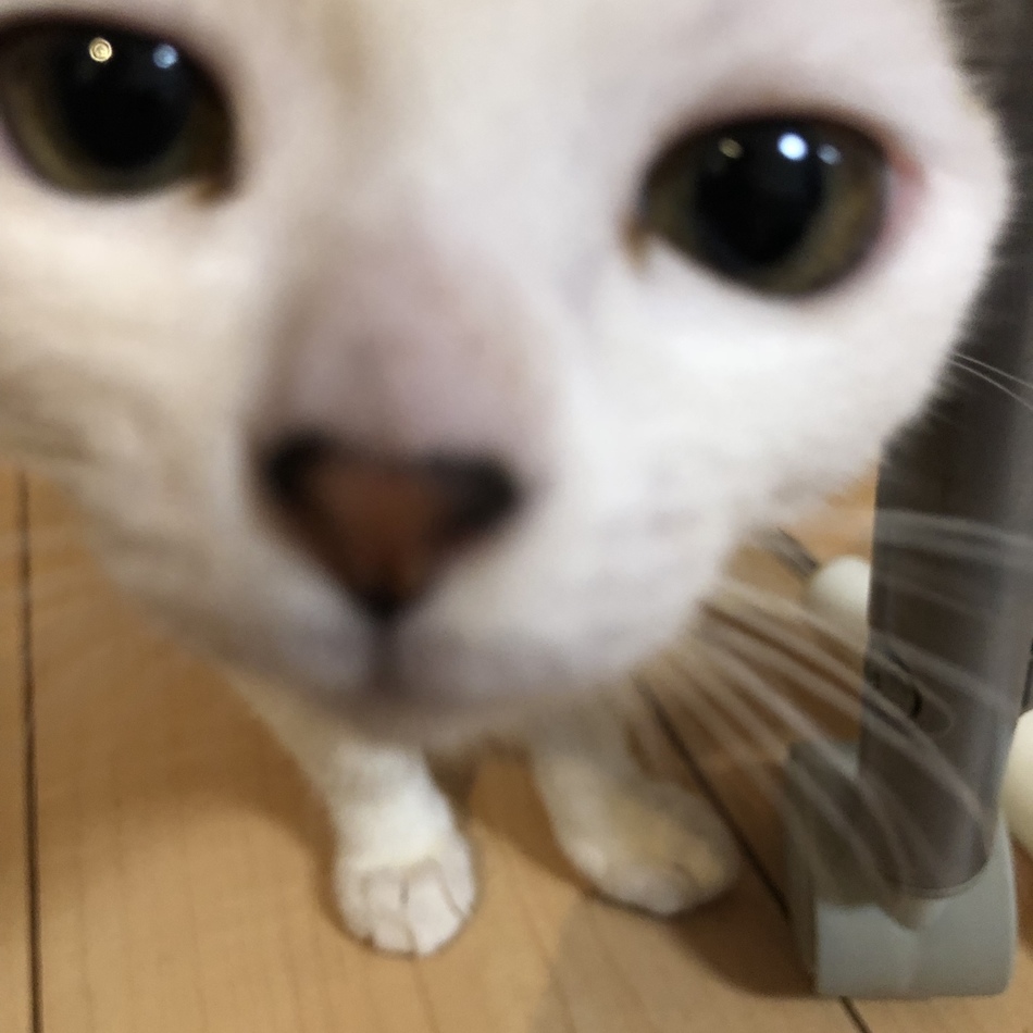 麿のカバー写真