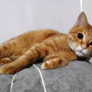 チャオくん ８か月くらいの男の子