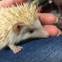 ハリネズミシナモンの子里親募集