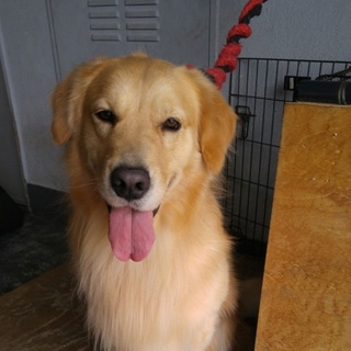 甘えん坊の元気なロビーちゃん