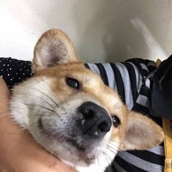 「最後のお願い！→ふな子譲渡決定！たみ譲渡決定！」サムネイル1