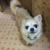 Miyagiワンハート(保護活動者)