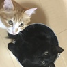 きなこモッチ