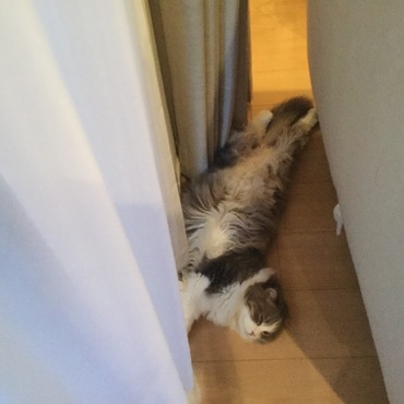 の写真