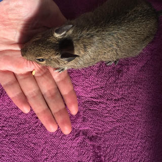 デグーマウス・とわちゃんの里親募集