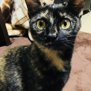 里親さん決定！！ゴールドeyeひじきちゃん。