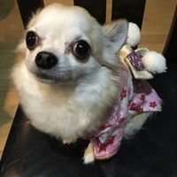 ココア