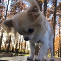 ミルティー