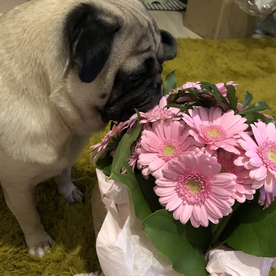 石原まるのカバー写真