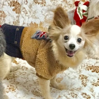 シニアのフレンドリーなパピヨンの女の子