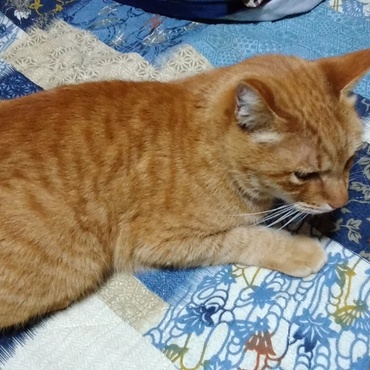 茶々3.11の直後に生まれました