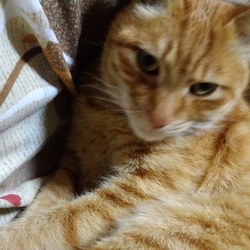 私の言葉を聞き分ける？