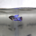 トラディショナルベタの幼魚
