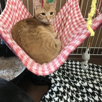 シノノメ