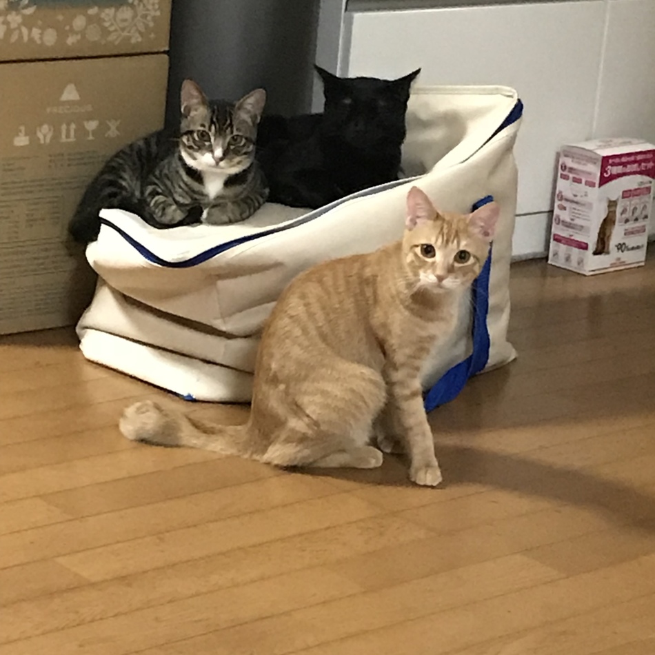 シノノメのカバー写真