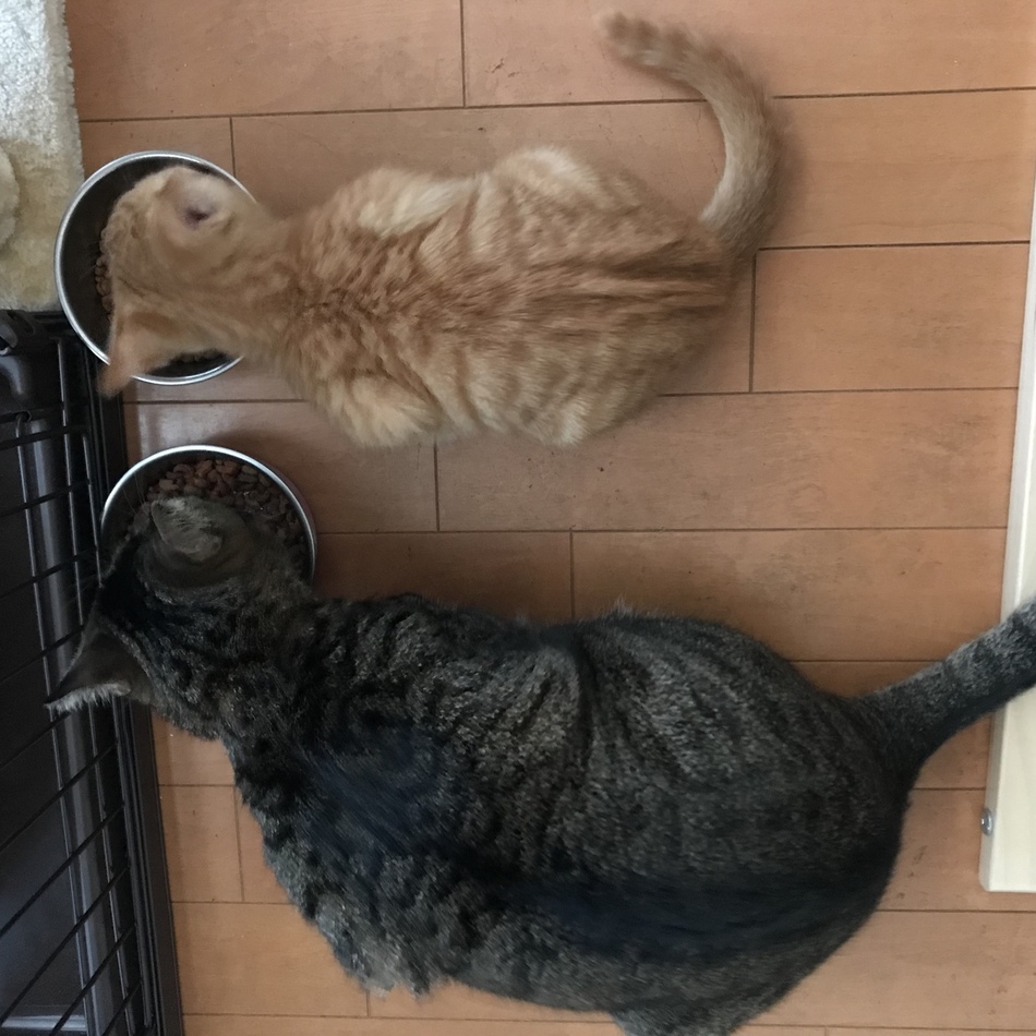 くりのカバー写真