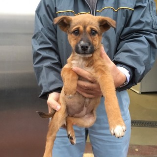 緊急！！極寒の保健所で必死で生きている子犬