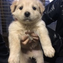 薄い白・茶の男の子です。(兄弟犬もいます)