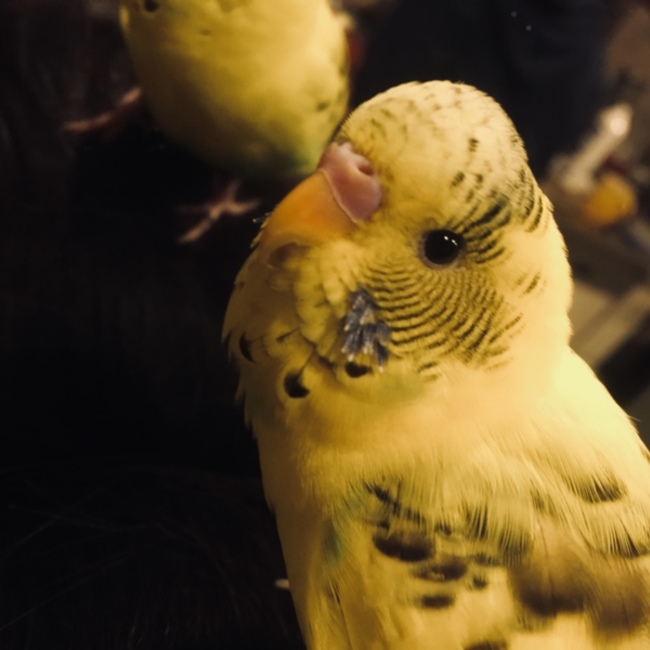 73hey7のカバー写真