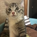 キジトラ★子猫2ヶ月★オス★人なつこいです