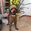 翔君 新規募集停止