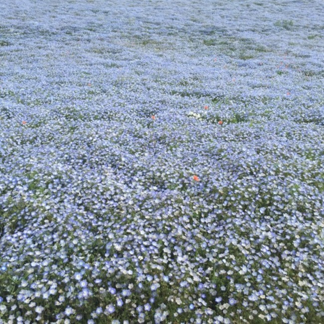 すずひろ0131のカバー写真