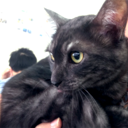 猫の譲渡会　名古屋市港区 サムネイル2