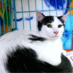 猫の譲渡会　名古屋市港区 サムネイル3