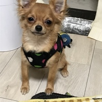 クッキー