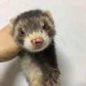 里親様募集中