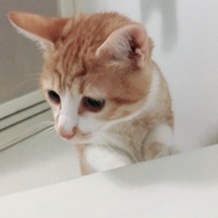 むぎ