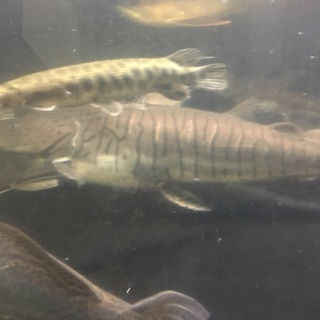 大型ナマズです