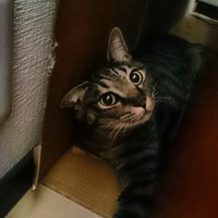やしゃ丸