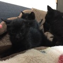 12/1 生まれの子猫