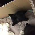 黒猫の赤ちゃん