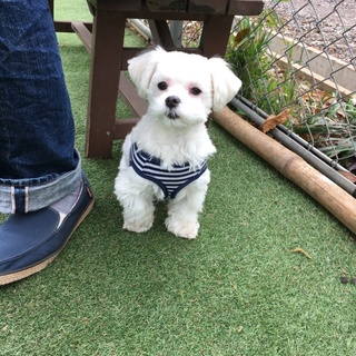  2歳マルチーズ・オス